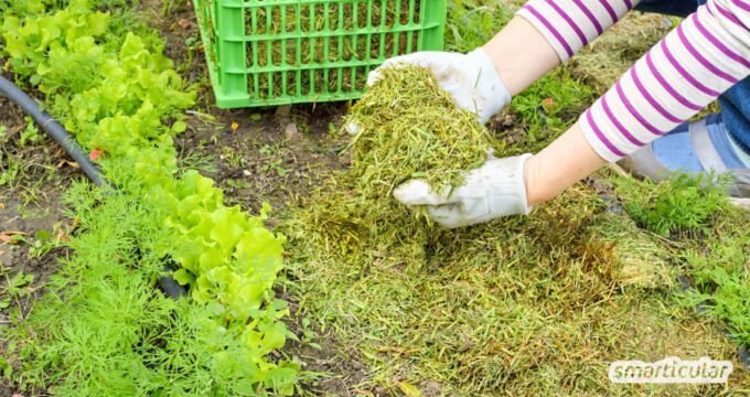 Flächenkompostierung leicht gemacht: Erfahre, wie du Beete direkt mit Bio-Abfällen düngst. Spare Zeit, baue Humus auf und schütze den Boden!