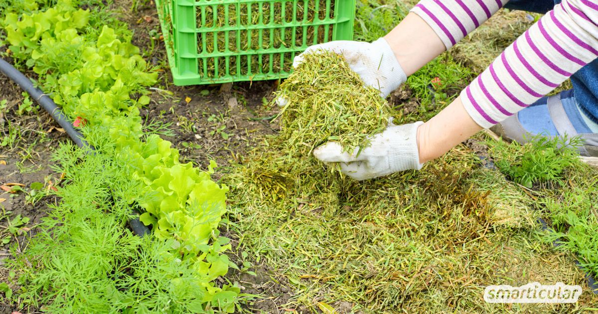 Flächenkompostierung leicht gemacht: Erfahre, wie du Beete direkt mit Bio-Abfällen düngst. Spare Zeit, baue Humus auf und schütze den Boden!