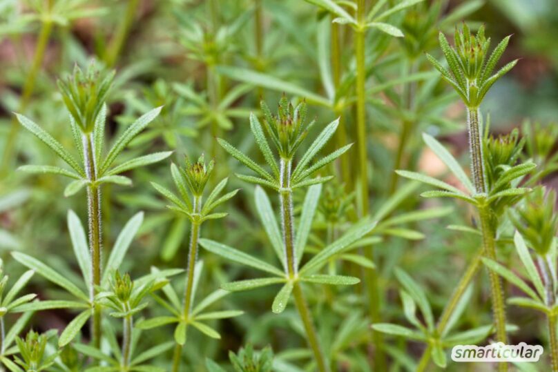 Labkraut ist mehr als nur Unkraut! Erfahre, wie du verschiedene Arten erkennst und für deine Gesundheit oder in der Wildkräuterküche nutzt.