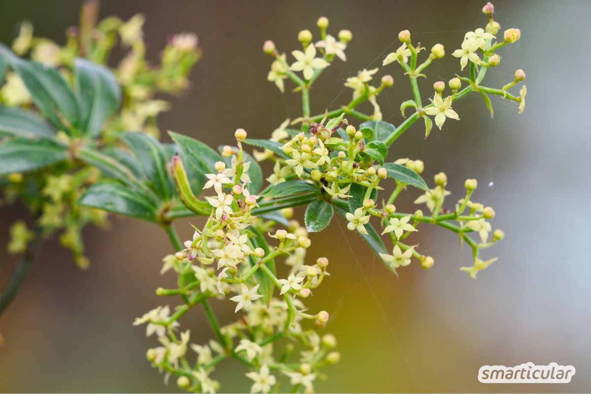 Labkraut ist mehr als nur Unkraut! Erfahre, wie du verschiedene Arten erkennst und für deine Gesundheit oder in der Wildkräuterküche nutzt.