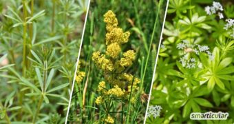 Labkraut ist mehr als nur Unkraut! Erfahre, wie du verschiedene Arten erkennst und für deine Gesundheit oder in der Wildkräuterküche nutzt.