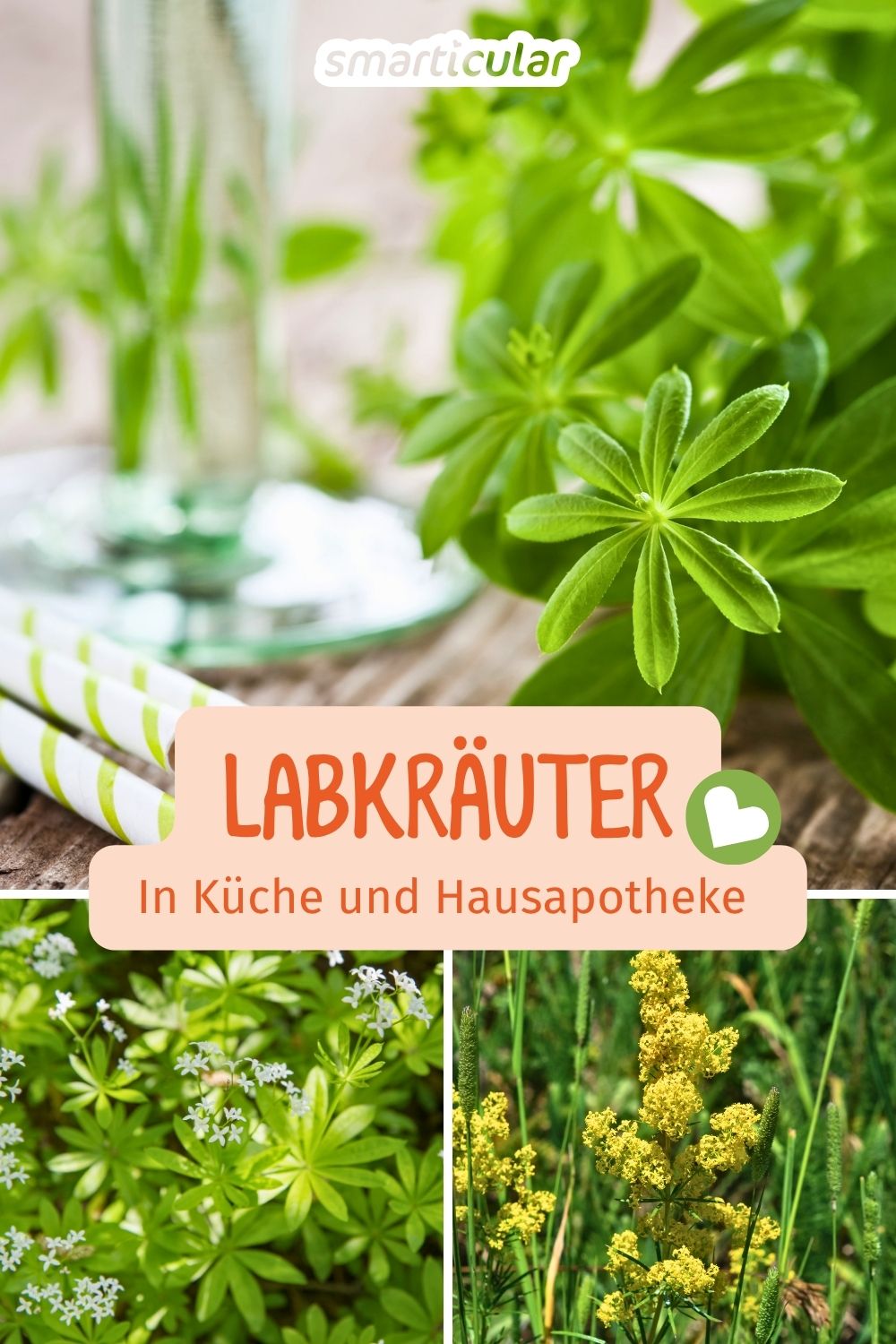 Labkraut ist mehr als nur Unkraut! Erfahre, wie du verschiedene Arten erkennst und für deine Gesundheit oder in der Wildkräuterküche nutzt.