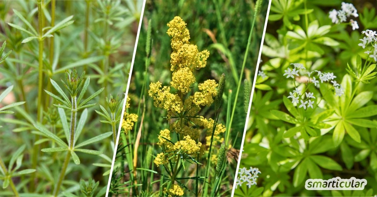 Labkraut ist mehr als nur Unkraut! Erfahre, wie du verschiedene Arten erkennst und für deine Gesundheit oder in der Wildkräuterküche nutzt.