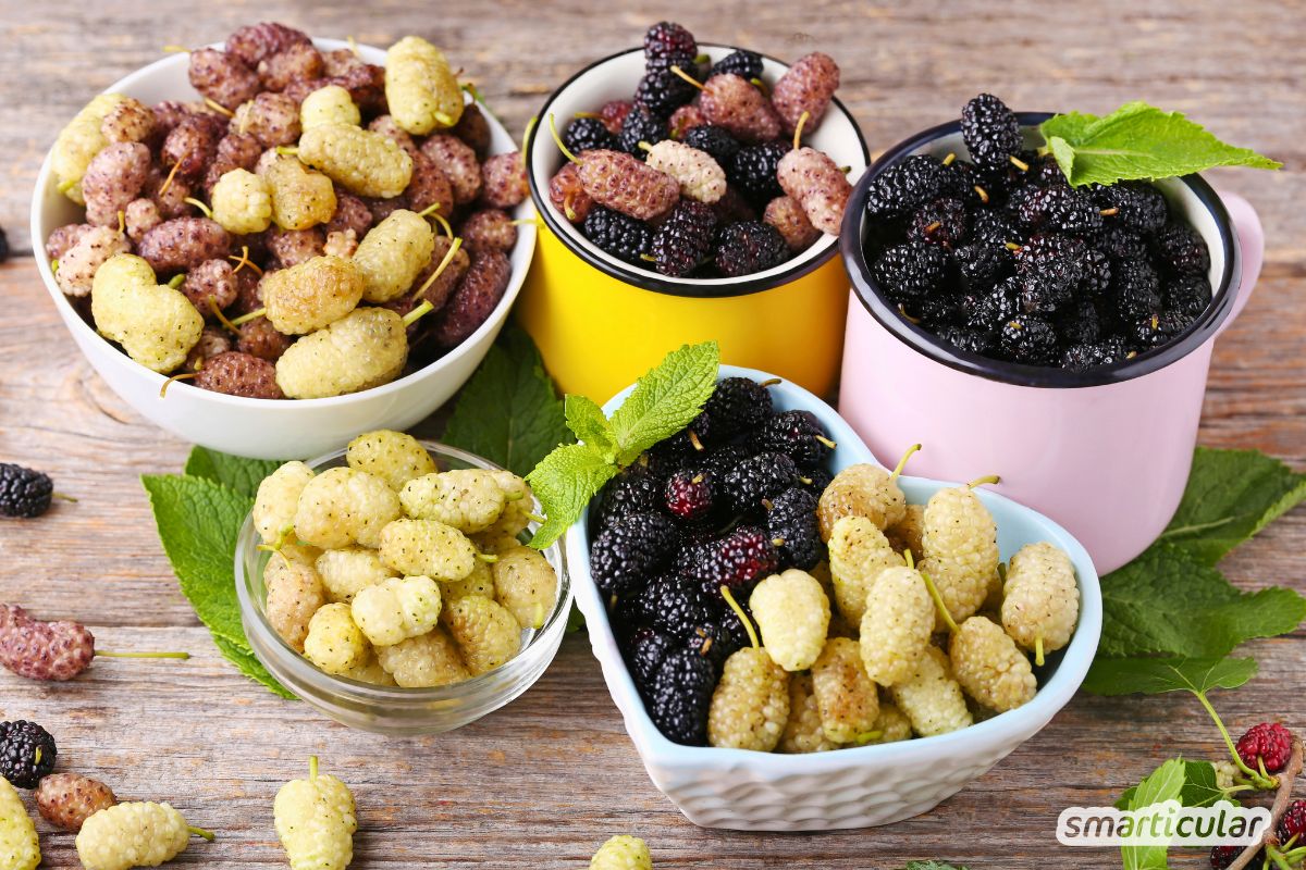 Maulbeeren sind das vergessene Superfood vor unserer Haustür! Erfahre alles über Beeren und Blätter, den Eigenanbau und leckere Rezepte.