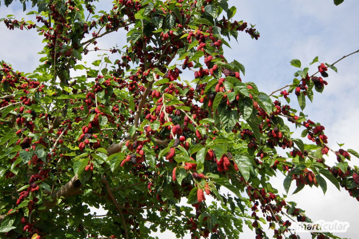 Maulbeeren sind das vergessene Superfood vor unserer Haustür! Erfahre alles über Beeren und Blätter, den Eigenanbau und leckere Rezepte.