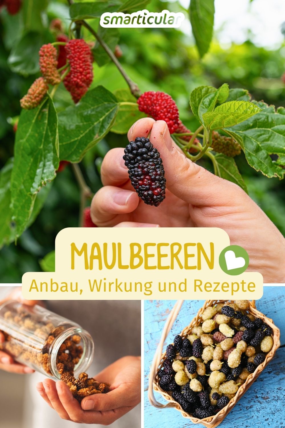 Maulbeeren sind das vergessene Superfood vor unserer Haustür! Erfahre alles über Beeren und Blätter, den Eigenanbau und leckere Rezepte.