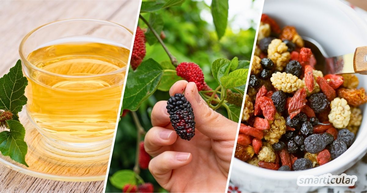 Maulbeeren sind das vergessene Superfood vor unserer Haustür! Erfahre alles über Beeren und Blätter, den Eigenanbau und leckere Rezepte.