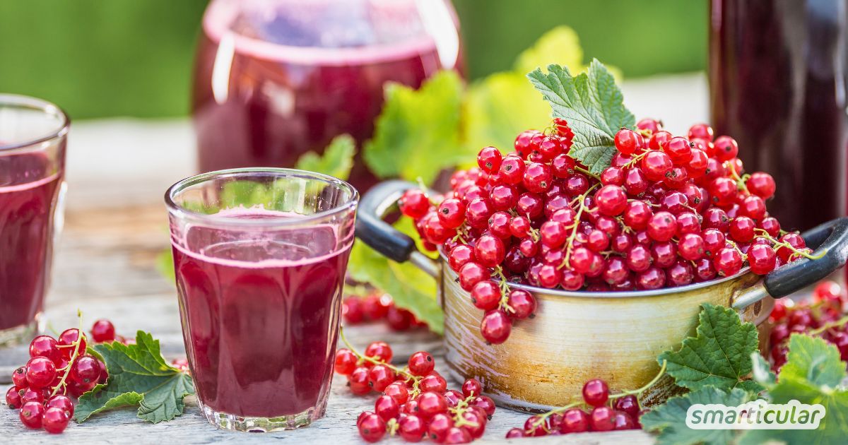 Johannisbeersirup selber machen ist ganz einfach. Mit diesem simplen Rezept verarbeitest du die Früchte zu einem süß-säuerlichen Genuss!