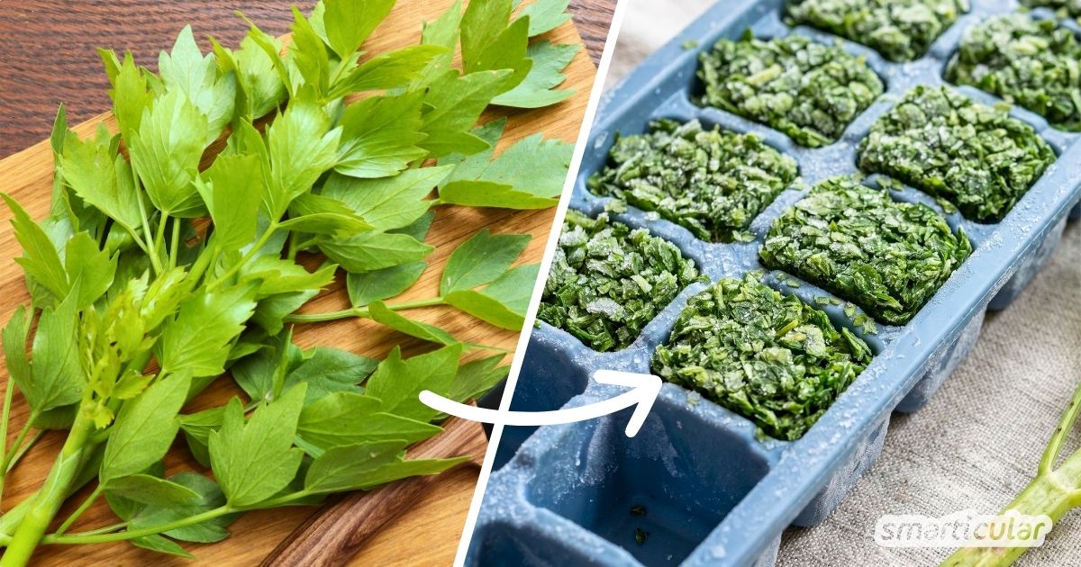 Zu viel Maggikraut im Garten? Entdecke 3 einfache Methoden, um Liebstöckel einzufrieren und sein würziges Aroma für den Winter zu bewahren.