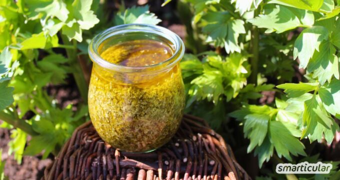 Liebstöckel-Pesto selber machen: So verwandelst du das aromatische Maggikraut mit Kernen und Pflanzenöl in eine Würze für Pasta und Co.