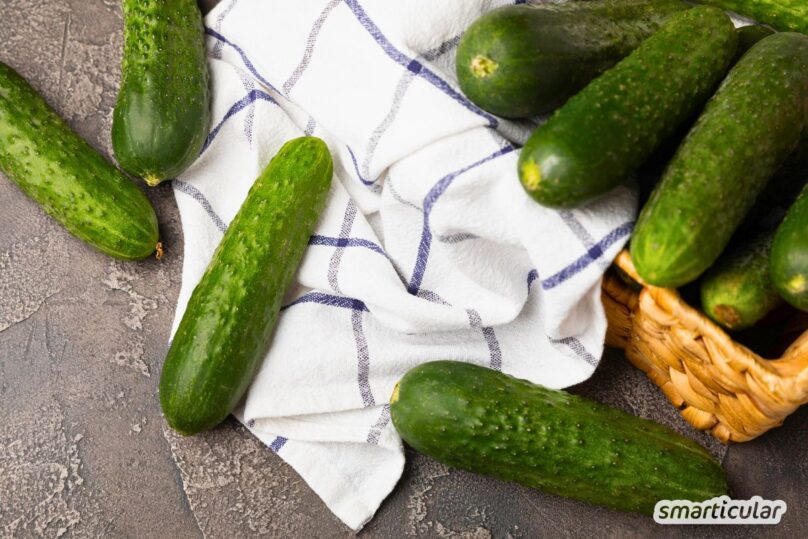 Knackige süß-saure Gurken ganz einfach selber einlegen! Mit diesem schnellen Rezept machst du deine Gurkenernte im Handumdrehen haltbar.
