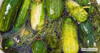 Knackige süß-saure Gurken ganz einfach selber einlegen! Mit diesem schnellen Rezept machst du deine Gurkenernte im Handumdrehen haltbar.