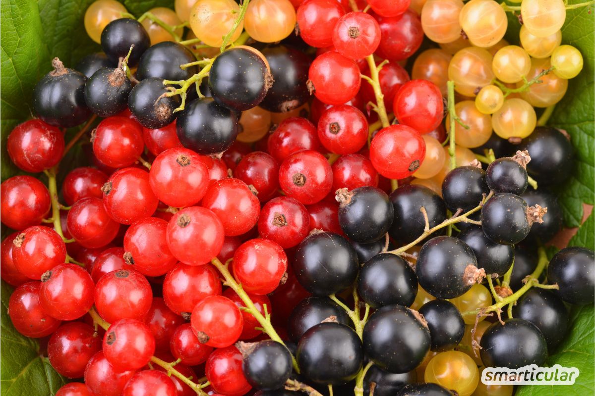 Selbstgemachtes Johannisbeergelee: Nachhaltig, fruchtig und frei von unnötigen Zusätzen – ideal zur Verwertung der eigenen Ernte.