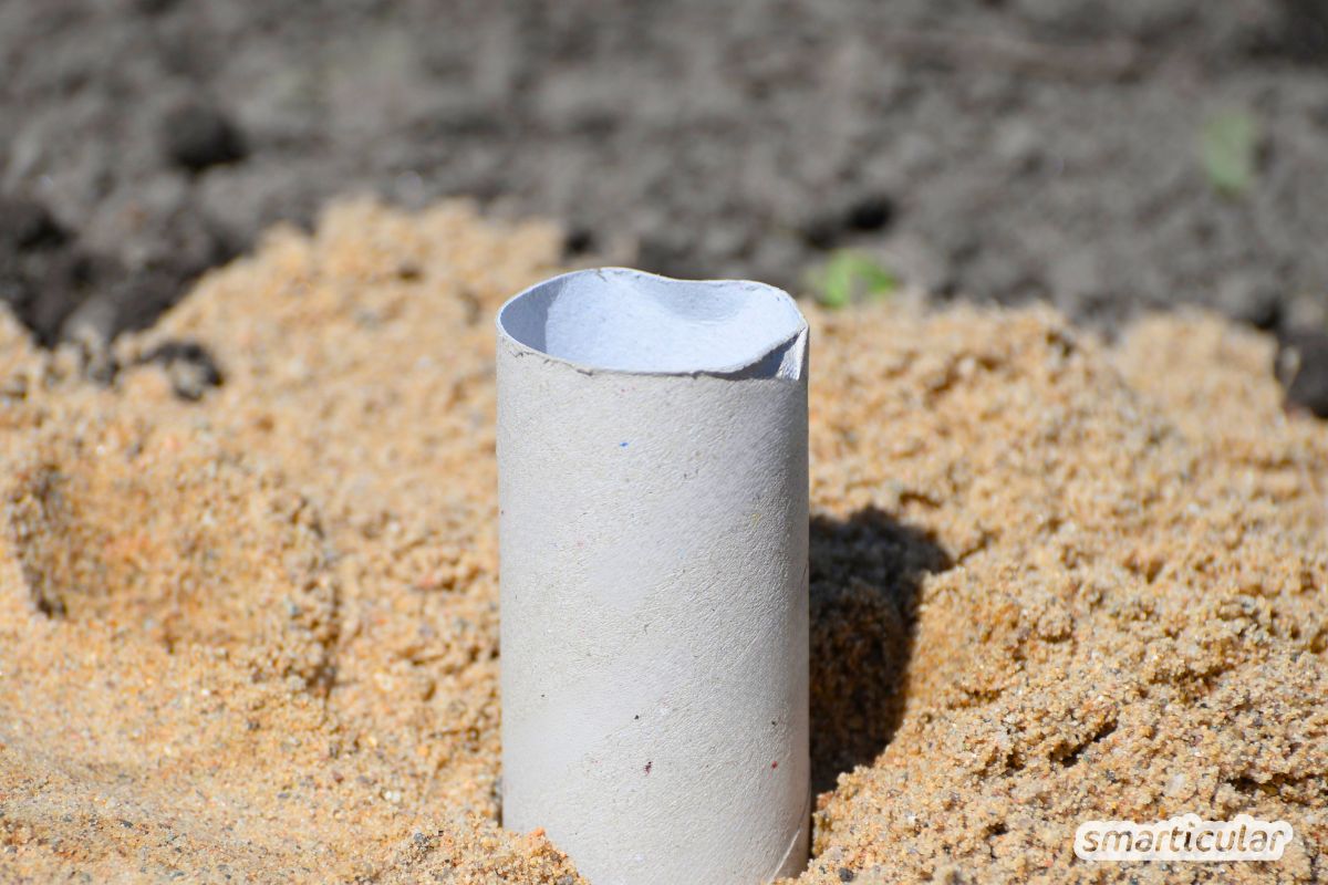 Schneckenkragen selber machen: Mit einfachem Upcycling aus Papprollen und Sand schützt du deine Jungpflanzen effektiv und preiswert.