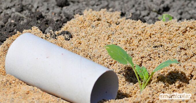 Schneckenkragen selber machen: Mit einfachem Upcycling aus Papprollen und etwas Sand schützt du deine Jungpflanzen natürlich, effektiv und preiswert.