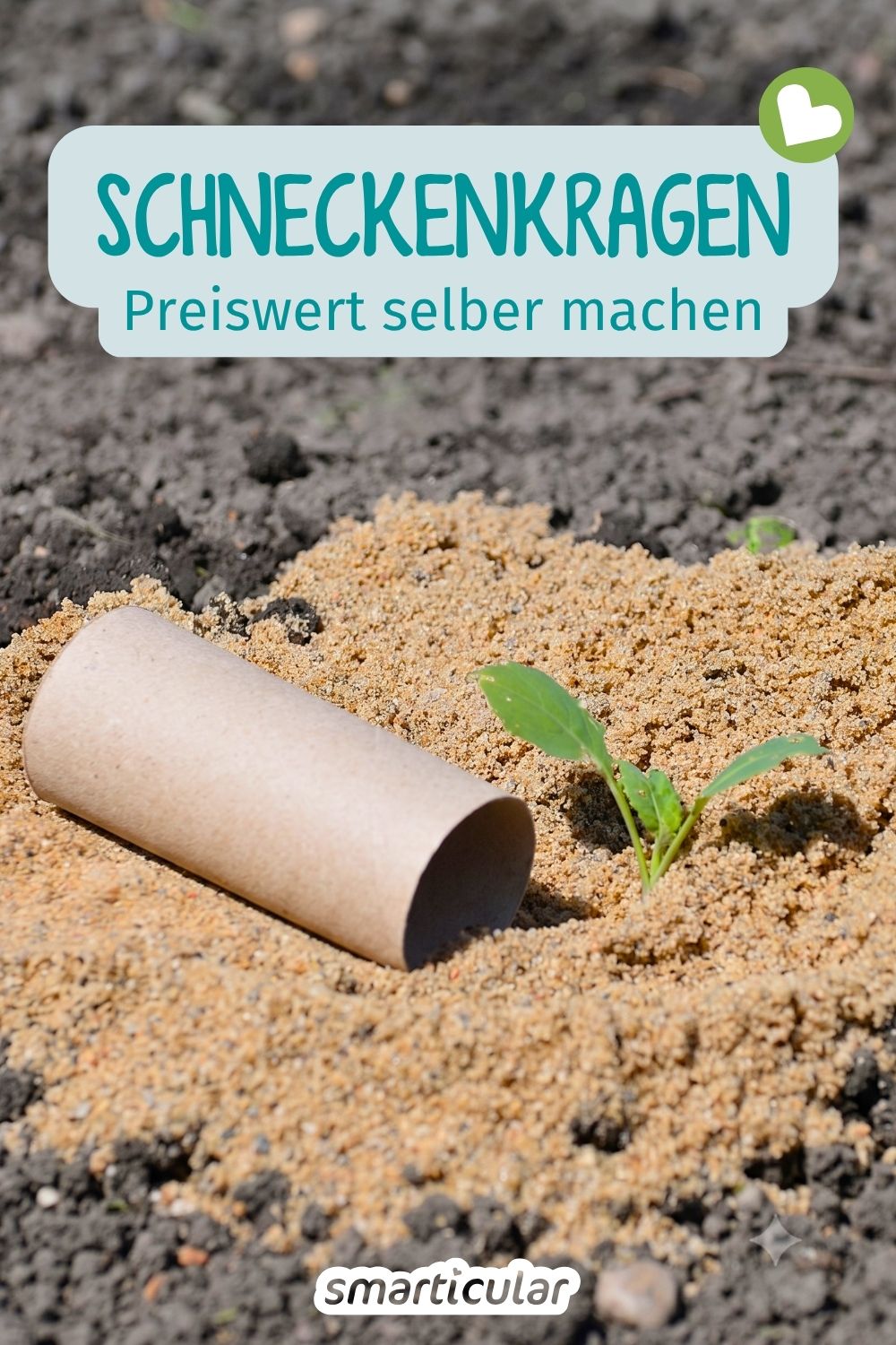 Schneckenkragen selber machen: Mit einfachem Upcycling aus Papprollen und Sand schützt du deine Jungpflanzen effektiv und preiswert.