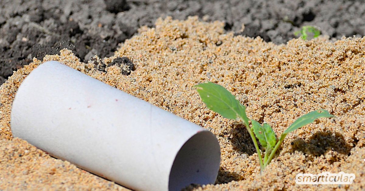 Schneckenkragen selber machen: Mit einfachem Upcycling aus Papprollen und etwas Sand schützt du deine Jungpflanzen natürlich, effektiv und preiswert.