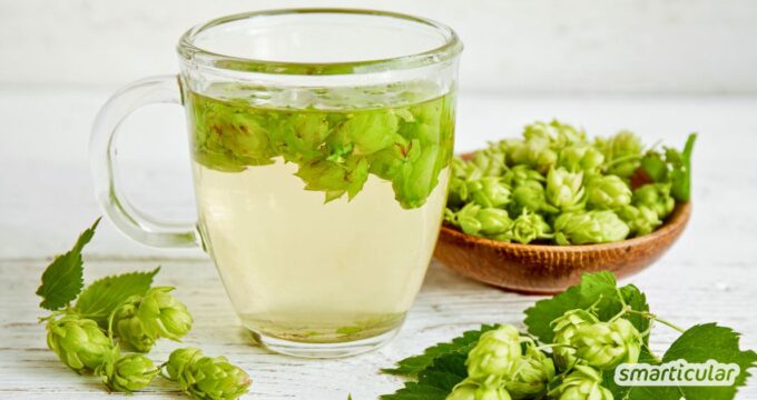 Selber sammeln statt kaufen: Nutze die entspannende Wirkung der Hopfendolden. So bereitest du deinen eigenen Hopfentee zu.