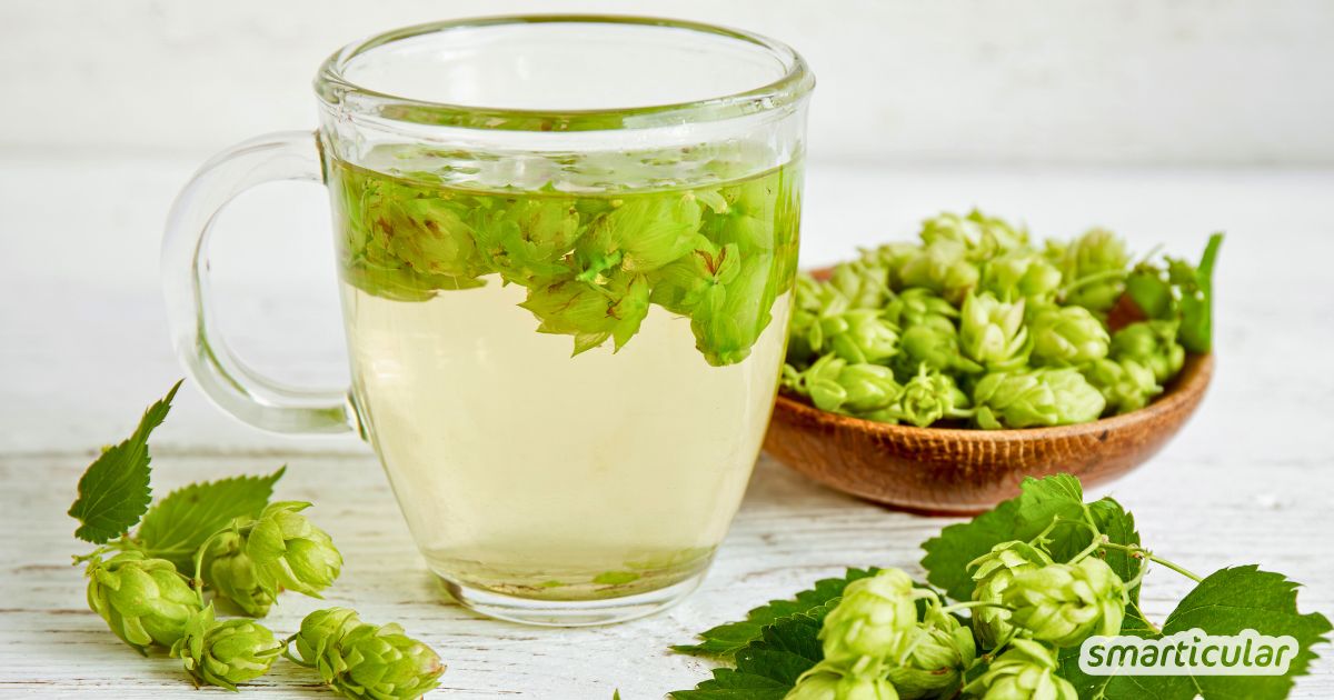 Selber sammeln statt kaufen: Nutze die entspannende Wirkung der Hopfendolden. So bereitest du deinen eigenen Hopfentee zu.