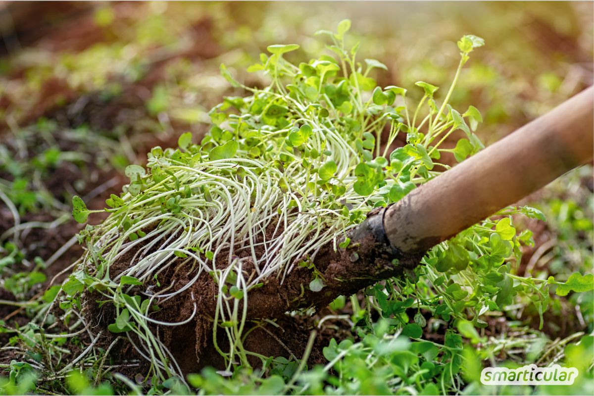 Du möchtest deinen Gartenboden verbessern? Entdecke einfache Methoden, wie du Humus aufbauen und die Bodenfruchtbarkeit steigern kannst.