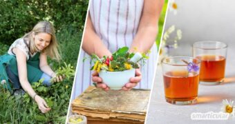 Tee selber machen ist einfach, gesund und spart Geld und Abfall Erfahre, wie das Sammeln, Trocknen und Zubereiten optimal gelingt.