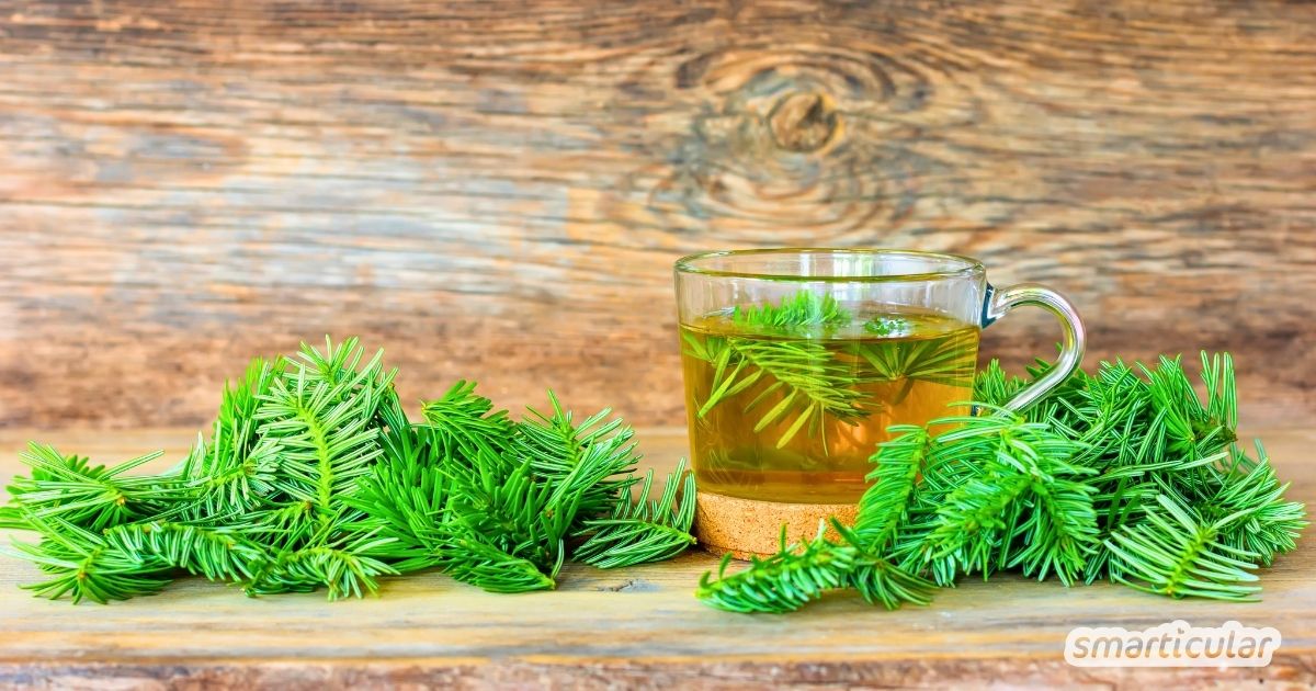 Tannennadeltee selber machen: Alles über die gesundheitliche Wirkung, sichere Ernte und richtige Zubereitung des aromatischen Trunks.