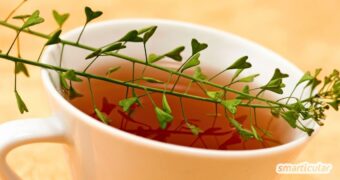 Hirtentäscheltee einfach selber machen: So nutzt du das heimische Wildkraut bei Zyklusbeschwerden – Rezept, Wirkung und Anwendung.